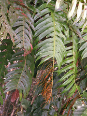 Drynaria drynarioides