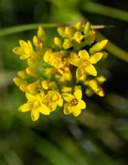 Sebaea sedoides