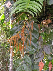 Drynaria drynarioides