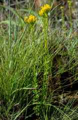 Sebaea sedoides