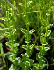Sebaea sedoides