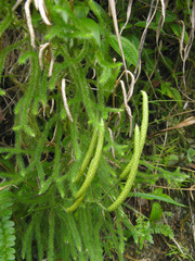 Lycopodium japonicum