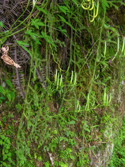 Lycopodium japonicum