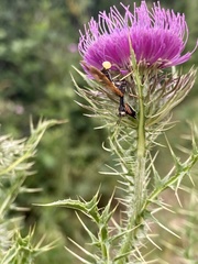 Paramantispa ambusta