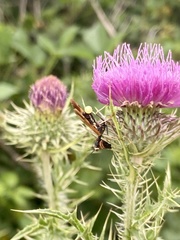 Paramantispa ambusta