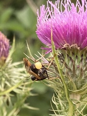 Paramantispa ambusta