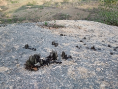 Tillandsia paraibensis