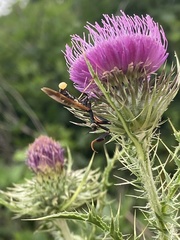 Paramantispa ambusta