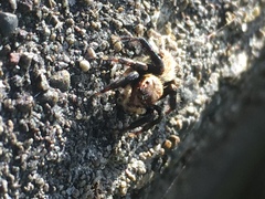 Maratus