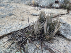 Tillandsia paraibensis