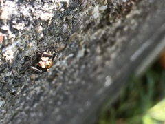 Maratus
