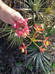 Epidendrum cinnabarinum