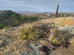Epidendrum cinnabarinum