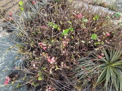 Epidendrum cinnabarinum
