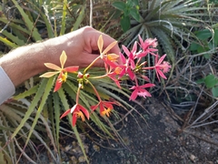 Epidendrum cinnabarinum