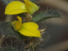 Crotalaria hebecarpa