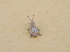 Platyomus mollis