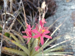 Epidendrum cinnabarinum