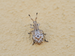 Platyomus mollis