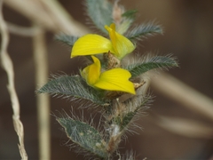 Crotalaria hebecarpa