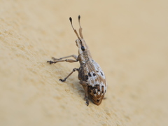 Platyomus mollis