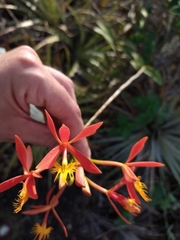 Epidendrum cinnabarinum