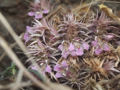 Lepidagathis trinervis