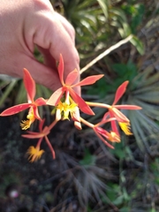 Epidendrum cinnabarinum