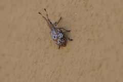 Platyomus mollis