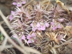 Lepidagathis trinervis