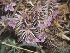 Lepidagathis trinervis