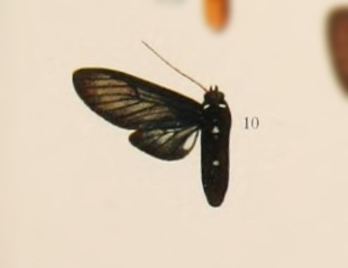 Telioneura fuliginosa