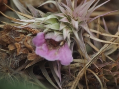 Lepidagathis trinervis