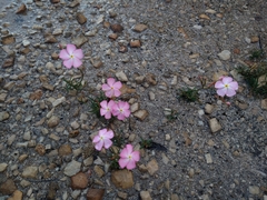 Mandevilla tenuifolia