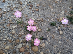 Mandevilla tenuifolia