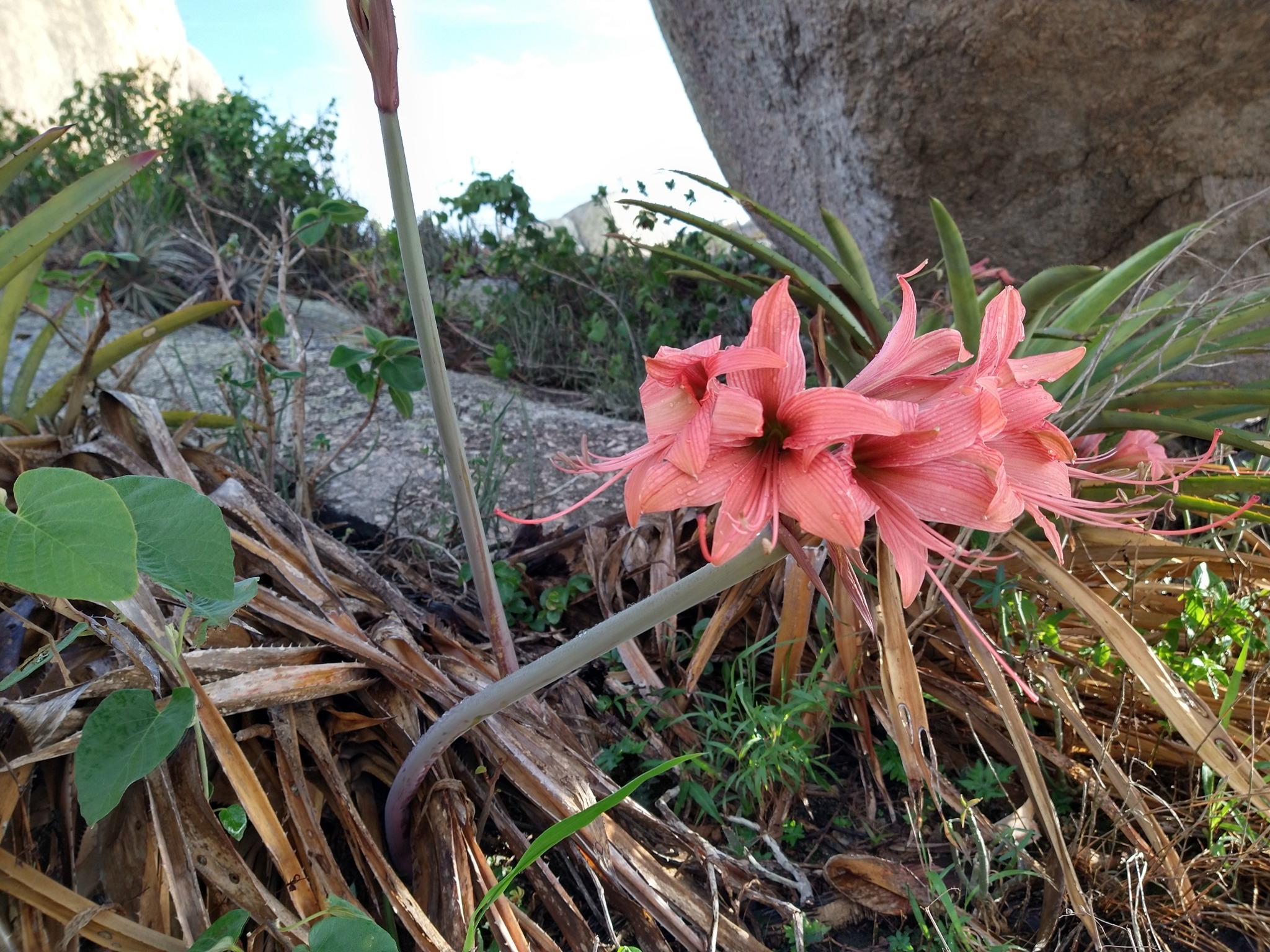 Hippeastrum stylosum