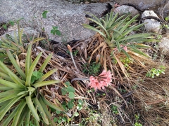 Hippeastrum stylosum