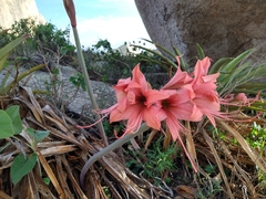 Hippeastrum stylosum