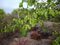 Aspidosperma pyrifolium