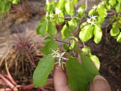 Aspidosperma pyrifolium