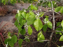 Aspidosperma pyrifolium