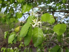 Aspidosperma pyrifolium