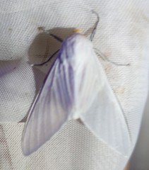 Eupseudosoma aberrans