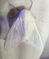 Eupseudosoma aberrans