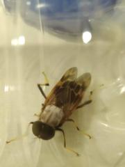 Pantophthalmus pictus