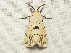 Eyralpenus subluteus