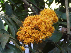 Saraca