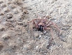 Tomopisthes horrendus