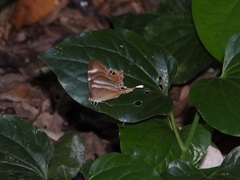 Abisara savitri