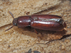 Corticeus